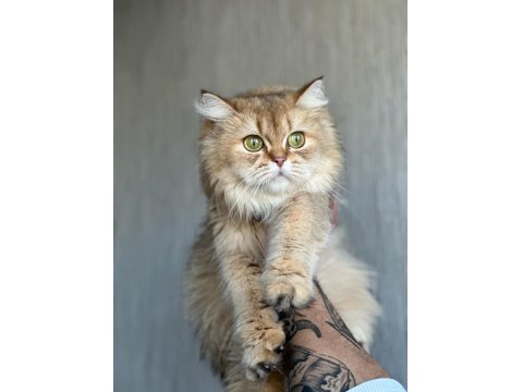 Golden British Longhair Kızımıza Kalıcı Yuva Arıyoruz
