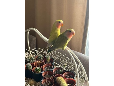 Satılık Erkek Ve Dişi Çift Kuşlar