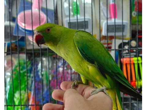 Ev Doğumlu Ele Gelen Pakistan Papağanı