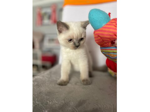 Acil Scottish Straight Yavru İlanı