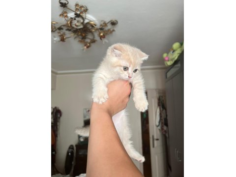 2 Tane Yavru Kedim Var Ücretli Sahiplendireceğim