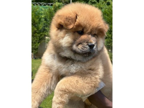 Chow Chow Köpeği Yavruları