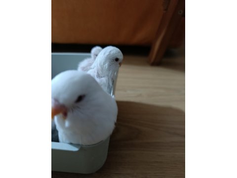 Jumbo Albino Kırmızı Göz Muhabbet Kuşu Yavruları
