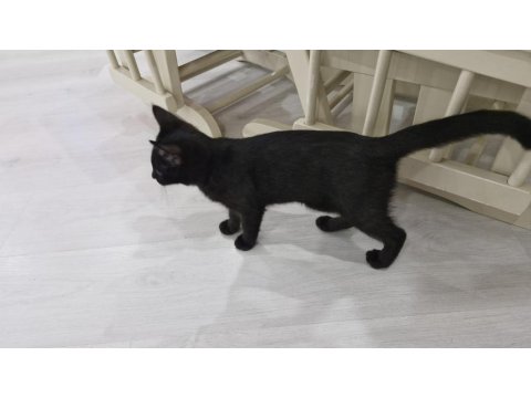 Kara Dut Dişi Kedimiz