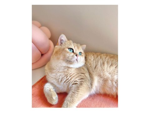 Golden British Longhair Ny11 Kaliteli Yavrular