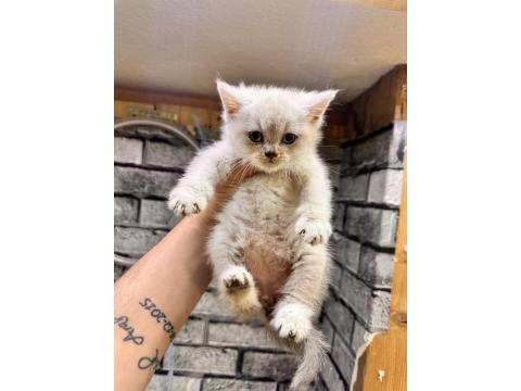 British Shorthair Lynx Point