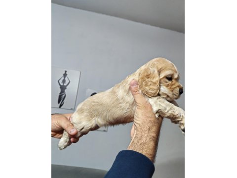 Son 2 Dişi Yavru Amerikan Cocker