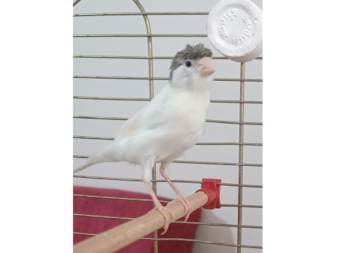 10 Aylık Erkek Ötümde Kanarya