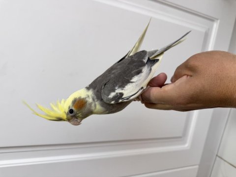 Sultan Papağanı Sahiplendirilecektir