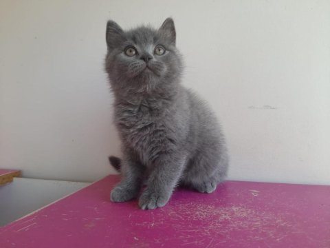 British Shorthaır Erkek Yavru