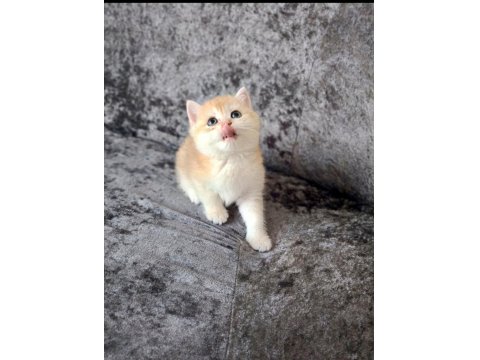 Miyavvvvv Ny11 Kedimiz