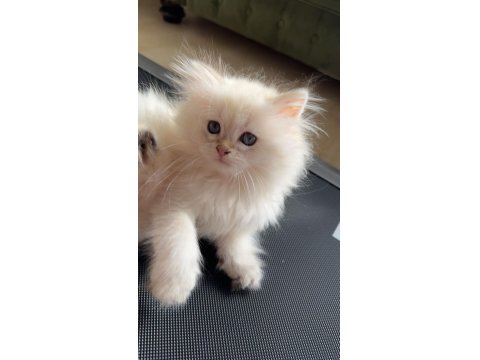 3 Aylık British Longhair