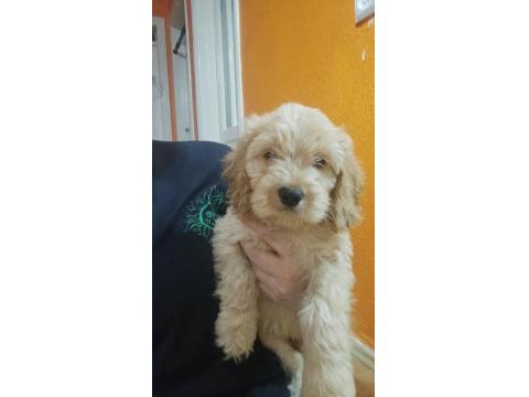3 Aylık Dişi Ve Erkek Poodle