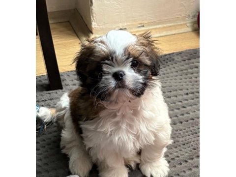 6 Aylık Shih Tzu Rio Yuva Arıyor
