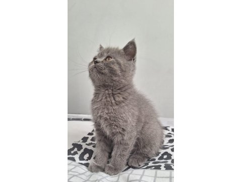 Yavru British Shorthair