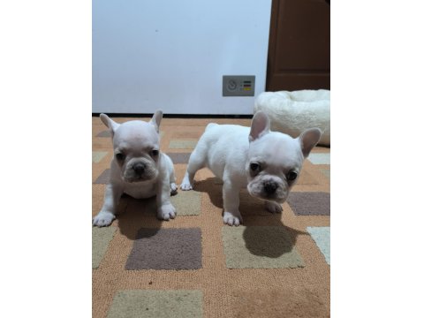 A Kalite Egzotik French Bulldog Yavrular