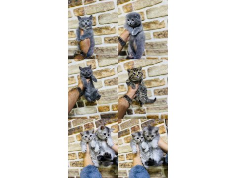British Shorthair Yavrularımız Hazır