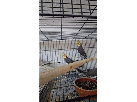 Yavru Ve Takım Papağanlar