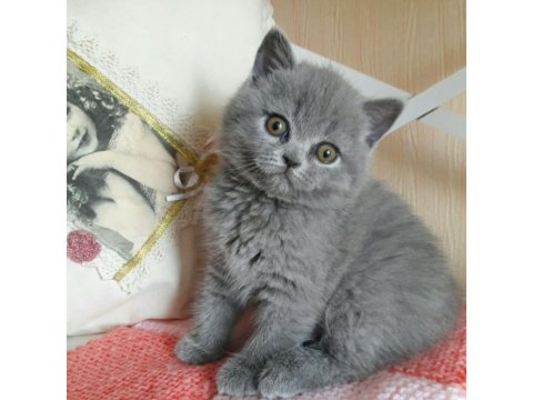 British Shorthair Kedisi