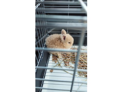 Yavru Hollanda Cüce Tavşanı