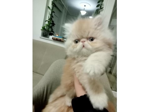 Safkan Şecereli İran Kedisi Bebekler