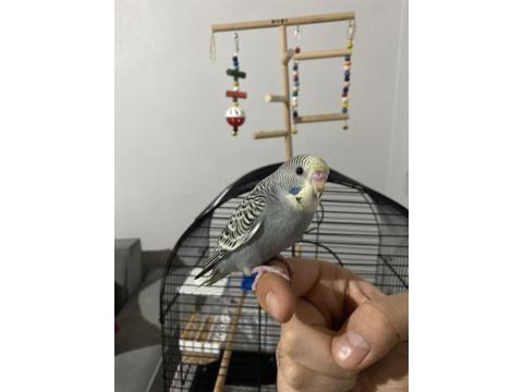 Yeni Yeme Düşmüş Erkek Muhabbet Kuşu