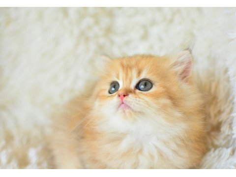 Açık Renk Golden British Longhair