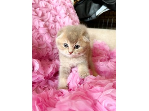 3 Adet Dişi Kedimiz