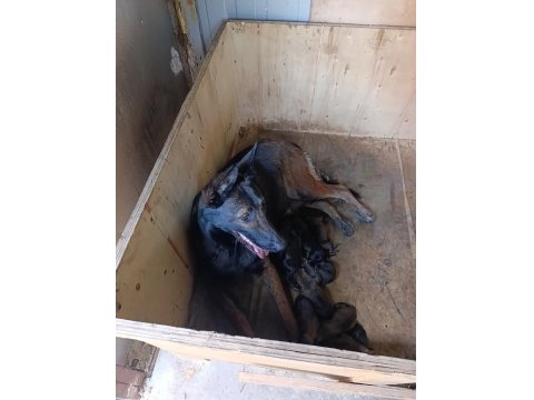 06.08.25 Doğumlu Belçika Kurdu Yavrular