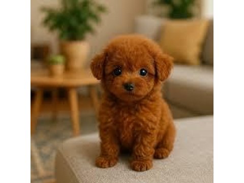 Poodle Yavruları İzmir