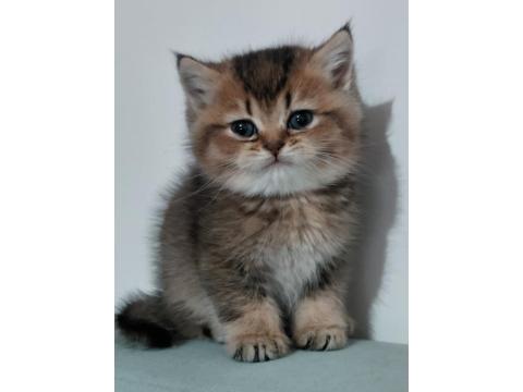 British Shorthair Chocolate Golden Bebeğim