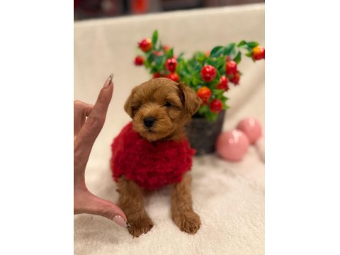 Sevimli Maltipoo Yavrular