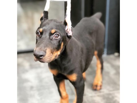 Show Kalite Doberman Köpekler