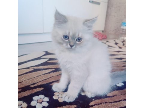 British Longhair 65 Günlük Yavrular
