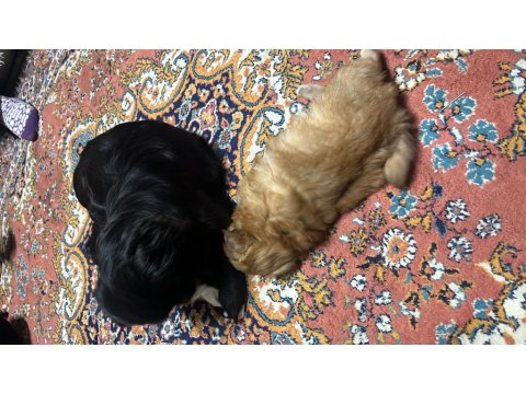 42 Günlük Pekinez Yavrusu