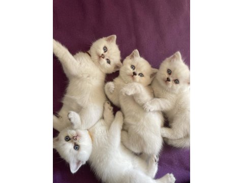 Safkan Beyaz British Sağlıklı Yavrularımız