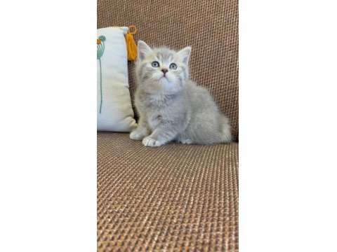 Efsane Güzellikte British Shorthair Bebekler