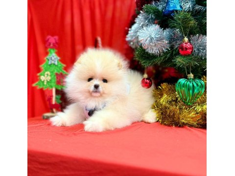 Safkan Pomeranian Boo Yavru Köpeklerimiz