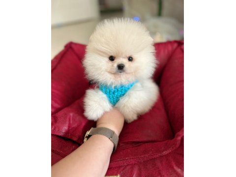 Teacup Ayıcık Pomeranian