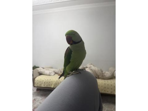 2 Yaşında Erkek Evcil Alexander