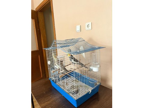 Yumurtlamaya Hazır Çift Sultan Papağanı