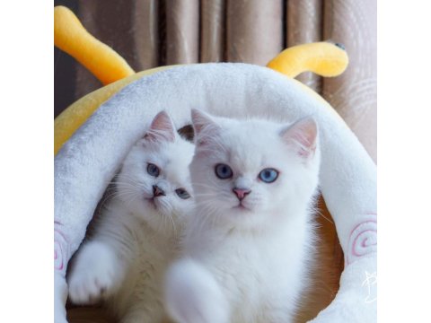 British Shorthair Cinsi Yavruları