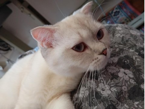 Kedimiz Mila Yuva Arıyor