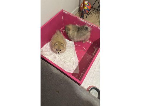 3 Aylık Dişi Pomeranian Yavrular