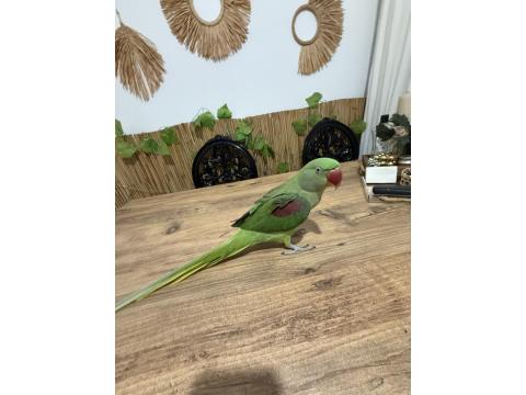 Full Evcil İskender Papağanı Isırmaz Ele Kola Gelir Konulmaya Başladı