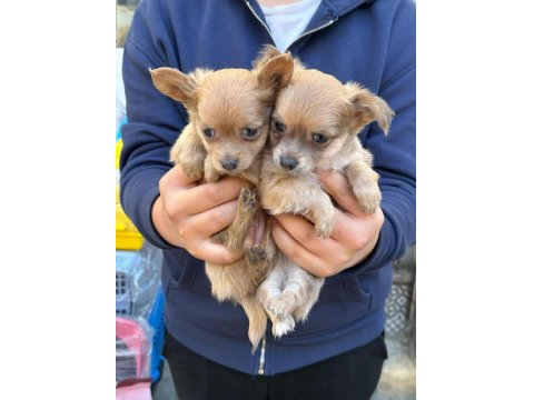 Chihuahua Teacup Yavrularımız Sağlık Ve Irk Garantilidir