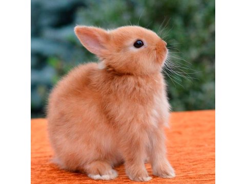 Ankara Tavşan Çiftliğinden Hollanda Cüceleri