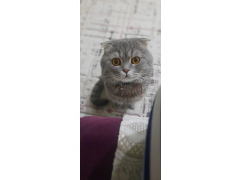 British Ve Scottish 4 Yavru