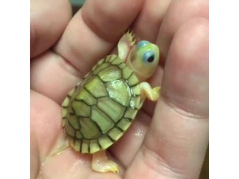 Su Kaplumbağaları Ve Tüm Malzemeleri Aynı Gün Adrese Teslim