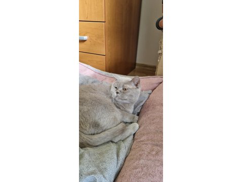 Kedimizi Özel Sebeplerden Dolayı Ücretsiz Sahiplendiriyoruz